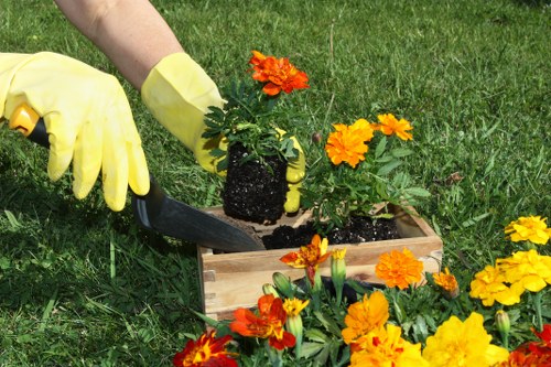 Close-up of soil and seedlings in Plaistow gardening bed