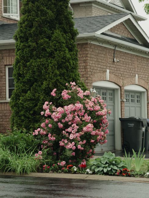 A narrow garden pathway leading to a house entrance, bordered on both sides by lush, well-maintained green shrubbery and foliage. The path consists of rectangular stone stepping stones set on gravel, 